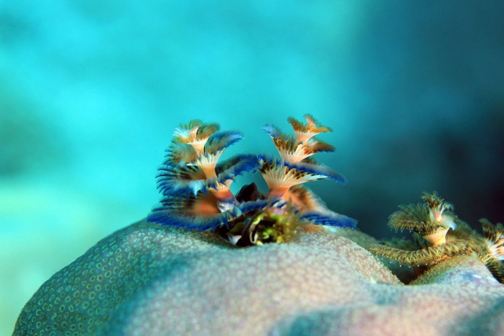 Multi Colored Christmans Tree Worm on Coral Flores